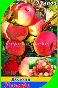 Яблоня Услада 2022 гп раннеосенний сорт пакет (V8)