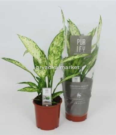 Диффенбахия Везувий С17 Н65