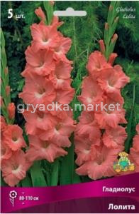 Гладиолус Лолита 12-14  5шт