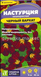 черный бархат