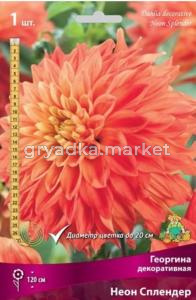 Георгина декоративная Неон Сплендер