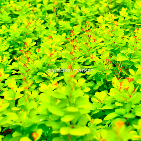 Барбарис тунберга Неон C2 1