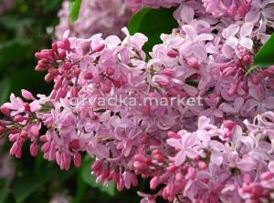 Сирень обыкновенная Buffon с3