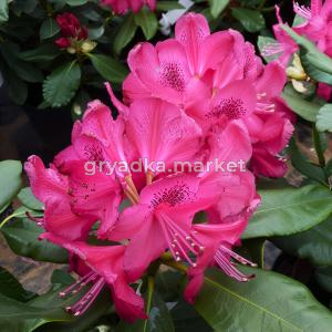 Рододендрон гибридный Нова Зембла C 12 40-50 1