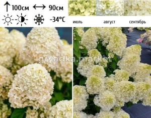 Гортензия метельчатая  Саммер Сноу  С5 СП-22