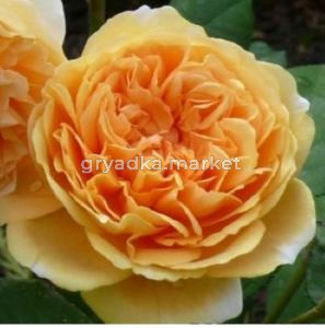 Роза английская Краун Принцесс Маргарет v5 Lav