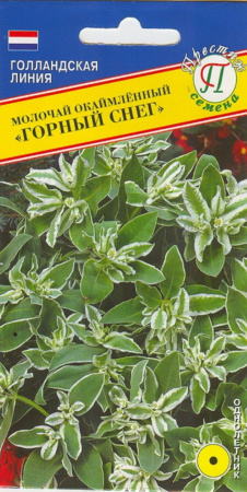 Молочай Горный снег 20шт Престиж