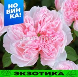 Роза Сесиль де Воланж 1шт шраб (Сем Алт)