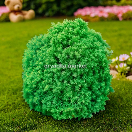 Туя западная Тедди C 7,5 20-30 1