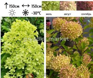 Гортензия метельчатая  Жемчужина Фестиваля С3 ФР-21