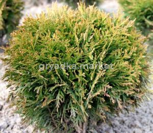 Туя западная Даника (Thuja occ. Danica С3)
