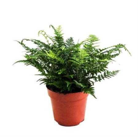 Атириум Спикатум С12 Н25 Атириум Спикатум С12 Н25