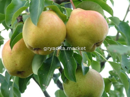 Груша Москвичка (Питомник ВН)