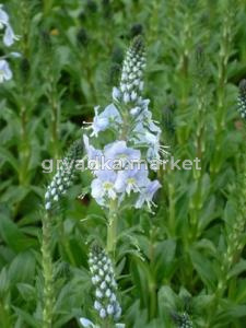 Вероника горечавковая, C2-С3