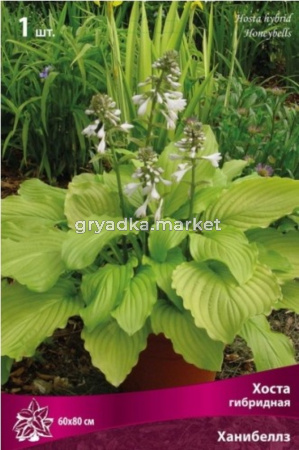 Хоста гибридная Ханибеллз (сердцевид.св-зел.листья,душист.цвет,выдержив.яркое солнце, 1шт,I)