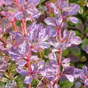 Барбарис Тунберга Фламинго 30-50 С3 ГлХ