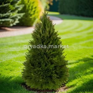 Ель обыкновенная B S 125-150 1