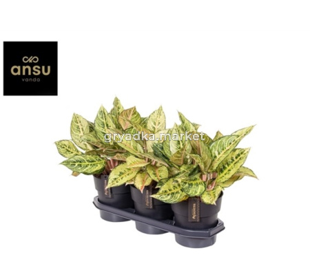 Aglaonema Mix Exclusive