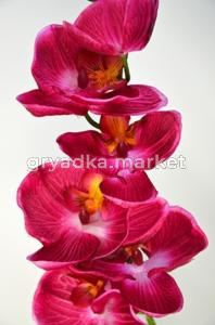 Орхидея Фал-Элегант-одиноч бьюти h-85см