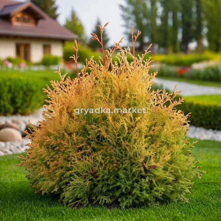 Туя западная Рейнголд C 7,5 20-30 1