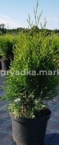 Туя западная Смарагд (Thuja occ. Smaragd С3)