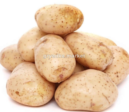Картофель Орлак (Орменская Лакомка) Ср Элита ~20кг