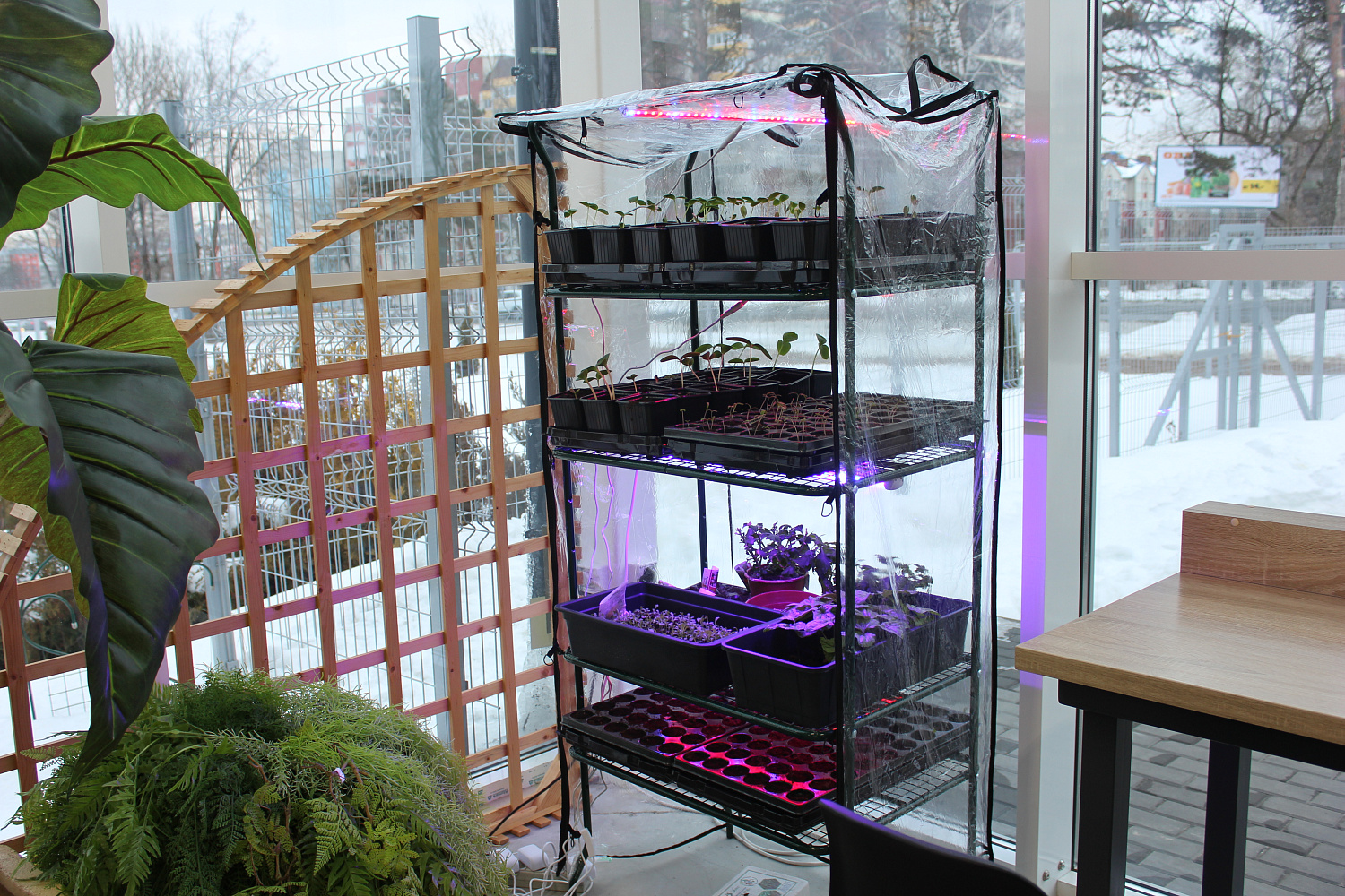 Как ухаживать за рассадой? Всего 8 пунктов, но чрезвычайно важных.