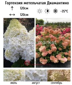 Гортензия метельчатая Диамантино С10 СП-21 (в начале желтовато-зеленые,потом розовые)