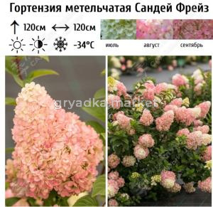 Гортензия метельчатая Сандей Фрейз С15-20 (Самарский Питомник)