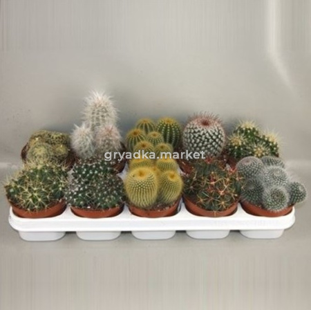 Кактус Болл микс С12 Н10