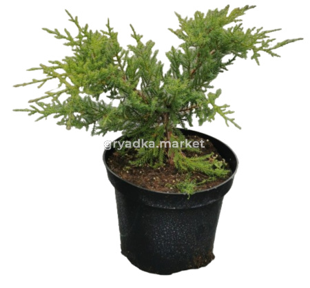 Можжевельник Пфитцериана Компакта (Juniperus Pfitzeriana Compacta С3)