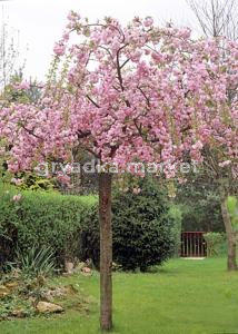 Вишня косматая (Prunus subhirtella Pendula Plena Rosea) C30 Pa 200 - 220 -obw