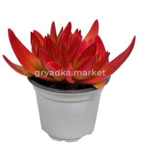 Крассула Он Файр С9 Н12