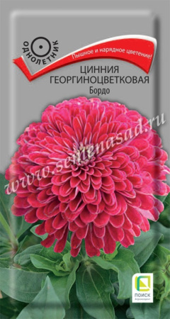 Цинния Бордо георгиноцветковая 0,4г Одн 80см (Поиск)