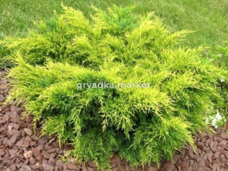 Можжевельник средний Олд голд v2 Lav