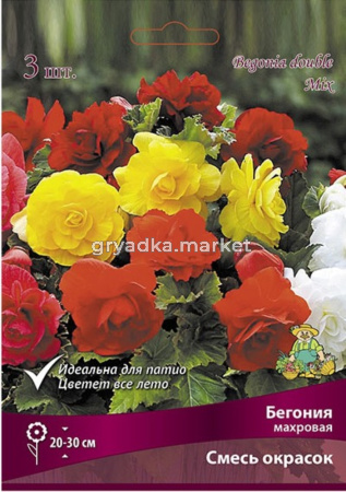 Бегония смесь Махровая окрасок 3 шт.5-6