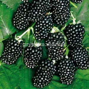 Ежевика бесшипная ТОРНФРИ
