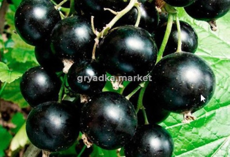 Смородина черная Экзотика с3
