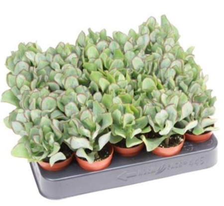 Крассула древовидная, уп. (D-5) Крассула древовидная, уп. (D-5)