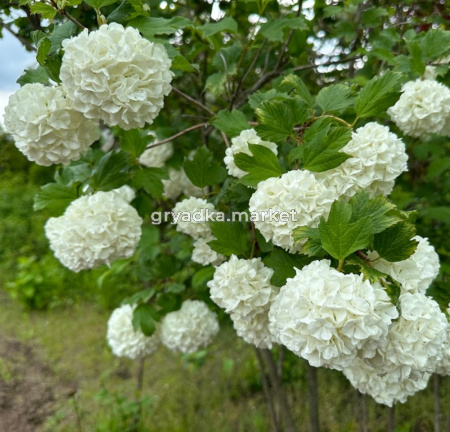 Калина обыкновенная Розеум (Бульденеж) с2-с3 (Никитенко)