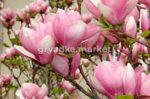 Магнолия Суланжа  С3 ГлХ-22