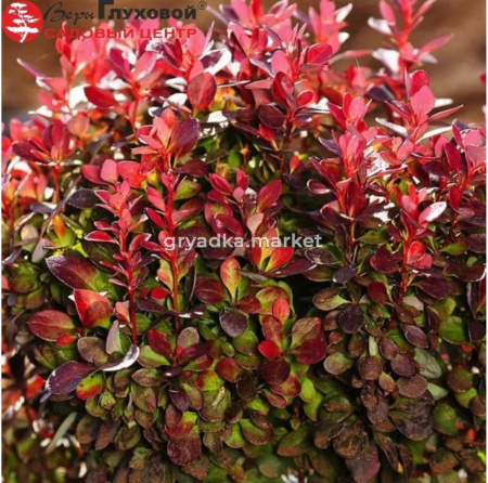 Барбарис Тунберга (Berberis thunbergii) Лютин Руж С3 СП-23