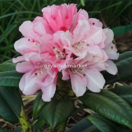 Рододендрон якушиманский Колибри C 5 30-40 1