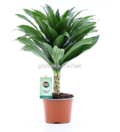 Драцена Джанет Крейг Compacta On Stem	12см