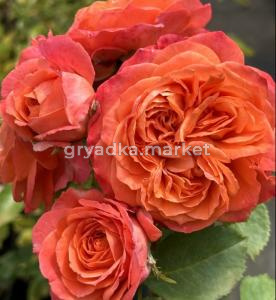 Роза Эмильен Гийо шраб 1шт (БиоМастер)