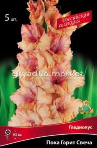 Гладиолус крупноцветковый Пока Горит Свеча 5шт (палево-лососевый с лавандовым верхним лепестком)