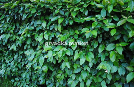 Кизильник блестящий С3см