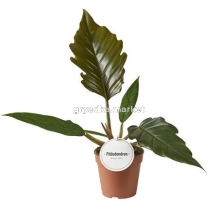 Филодендрон Шоколадная Императрица 12см