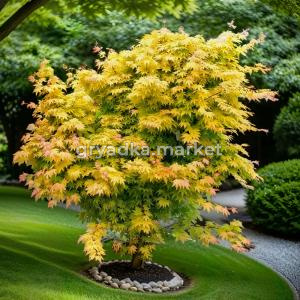 Клен пальмолистный Оранж Дрим C5 1