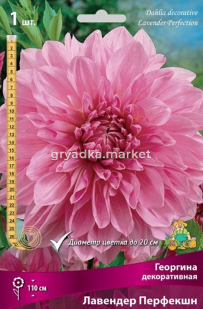 Георгина декоративная Лавендер Перфекшн (розово-лиловый, диаметр цветка 20см, 1шт, I)